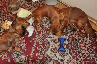 NADIM jamniki Kollapsar